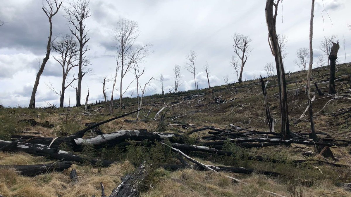 .<a href="/tanya_plibersek/">Tanya Plibersek</a> we cannot wait for renegotiations of the RFAs or funding for things like nest-boxes or habitat restoration when wildlife like the Greater Glider is suffering NOW under state logging regimes.
This is why we need an immediate end to logging.
#SOE #ClimateEmergency