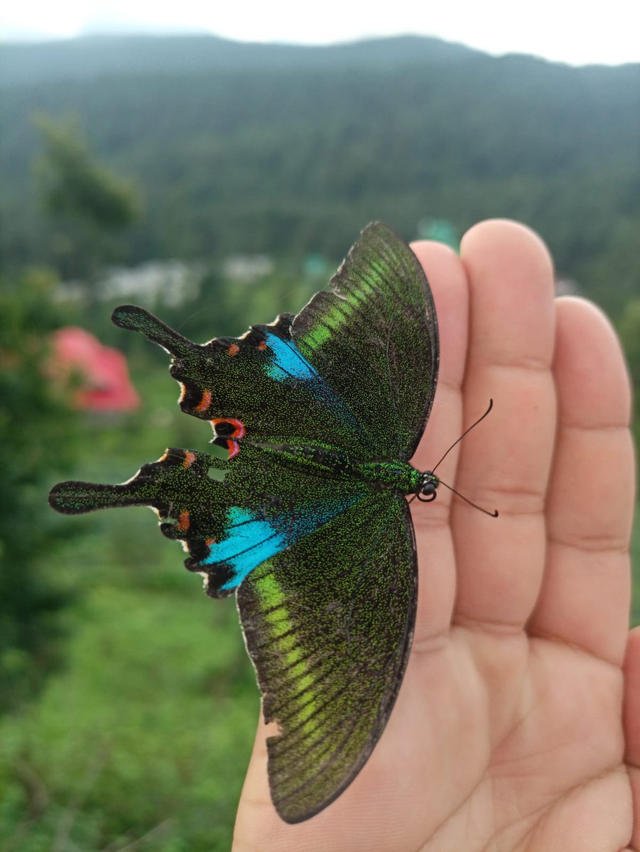 RT @birdsofhimalaya: Peacock, look at the tiny tiny spots it has on its wings.

For #TitliTuesday https://t.co/3m65y9uvgR