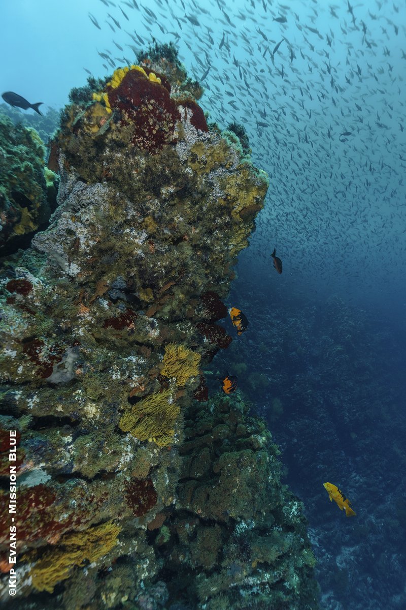 SylviaEarle photo