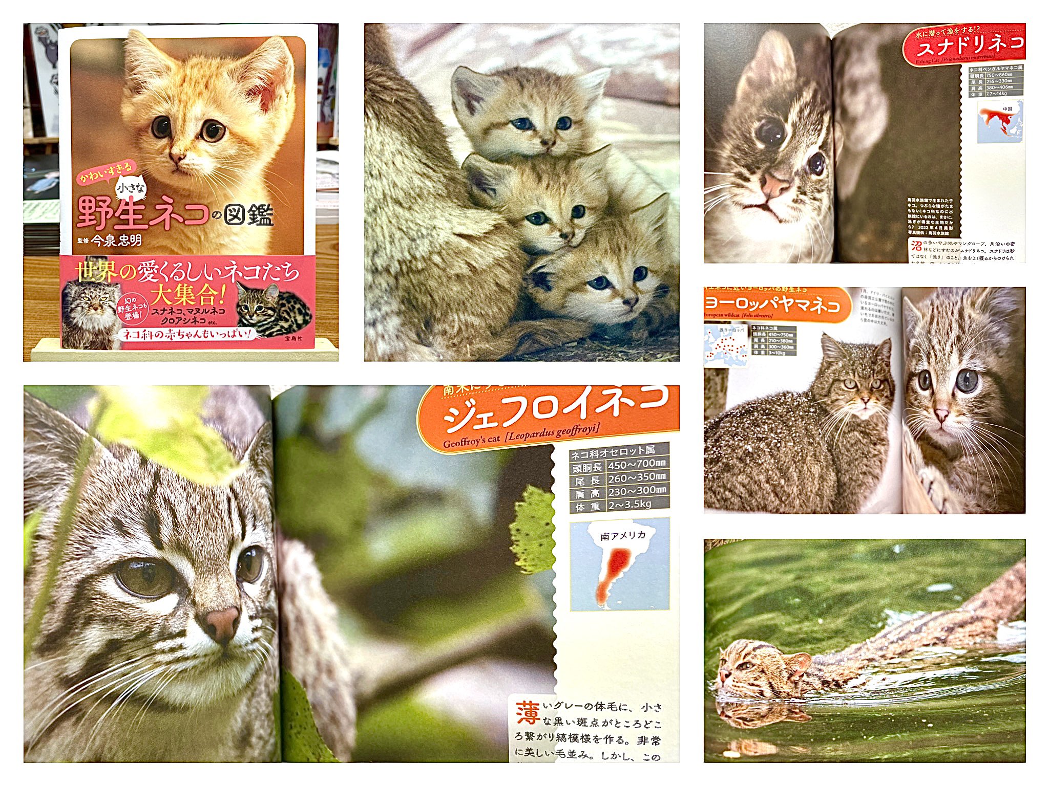 サビイロネコ Twitter Search Twitter