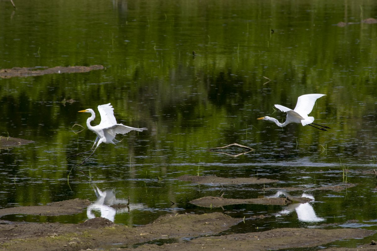 tcwilson1's tweet photo. #egrets in @WestChesterOH https://t.co/bmKZiOPZFx