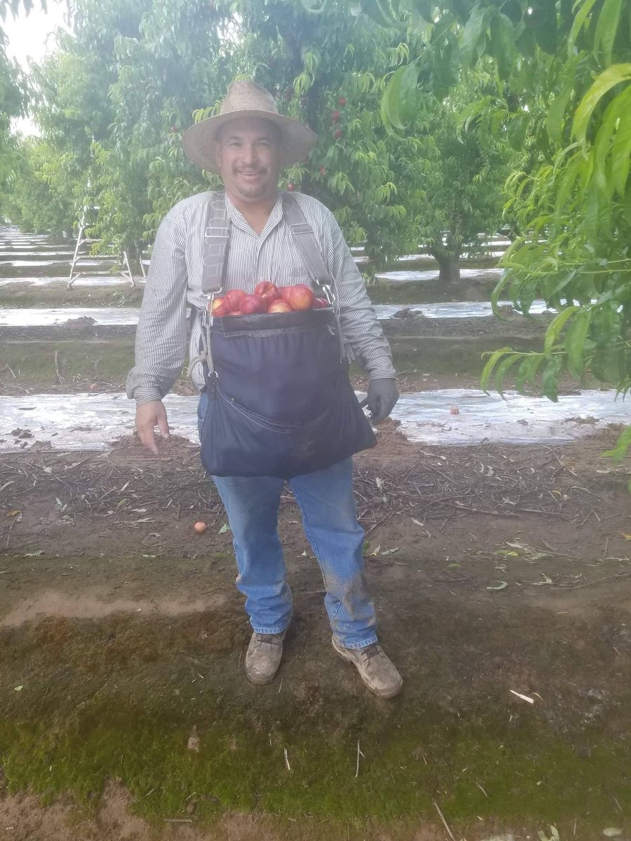 Juan is picking peaches in Fresno CA. On this day the temp reached 101°. His bag weighs about 50 pounds when full of fruit. He will climb up and down the ladder dozens of times to empty the bag into a big bin. #WeFeedYou #Calor