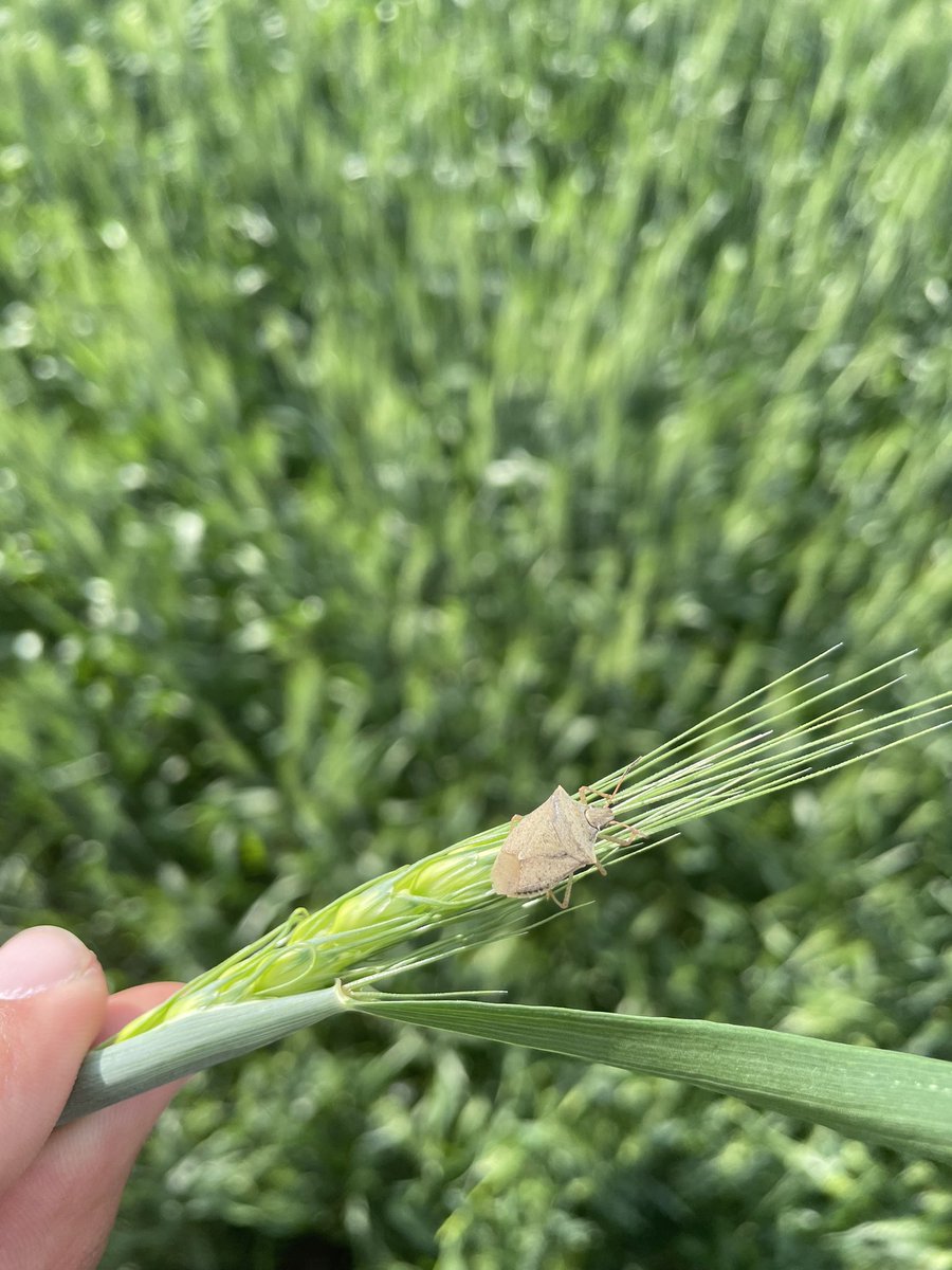 Found wheat aphids and a stink bug while scouting wheat on my summer internship. <a href="/NDSCS_Ag/">NDSCS Agriculture</a> #NDSCSaginternship2022