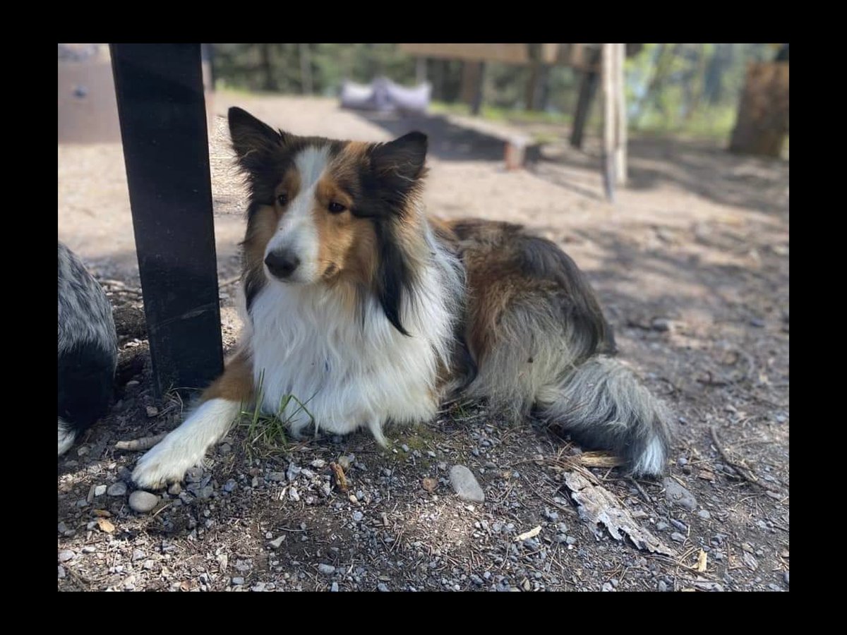 eskcargo's tweet photo. Dog was in a car accident &amp; is missing. Owners were hurt and can’t find him. Name is Wallace, is microchipped &amp; owners are looking for him but need help. Car accident happened yesterday afternoon on Highway 16 &amp; RR 100. Looks like near Chip Lake. Twitter , do your thing. https://t.co/RVKv1eJ2M1