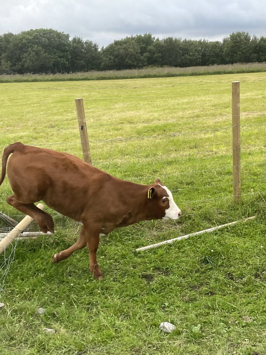 sofThePlatypus's tweet photo. Ku🐄🐮 https://t.co/IRCo1Ahgiv