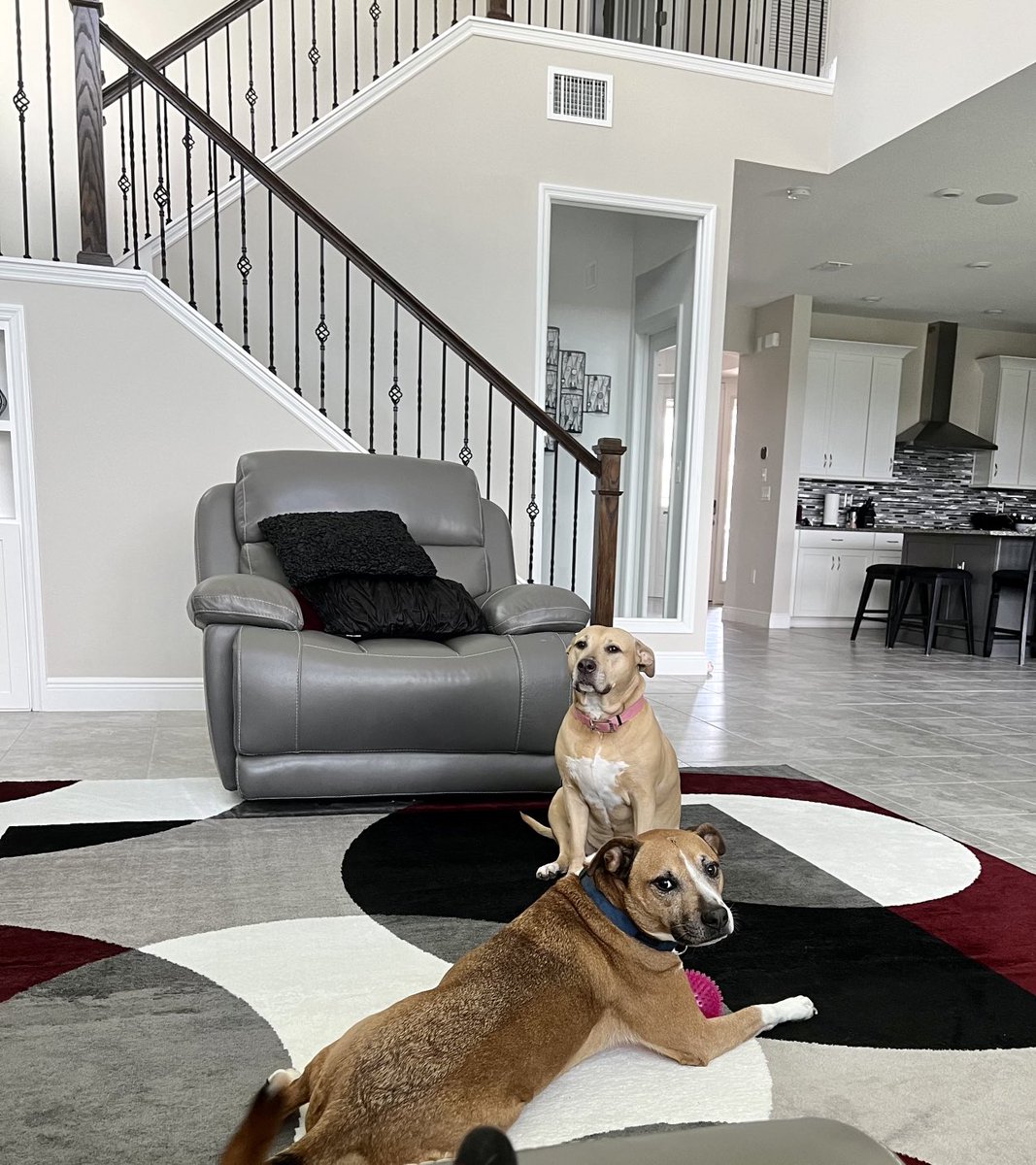 michaelo2016's tweet photo. Get off the couch and take us for a walk.   Now would be good. https://t.co/6RQ4aqfAqq
