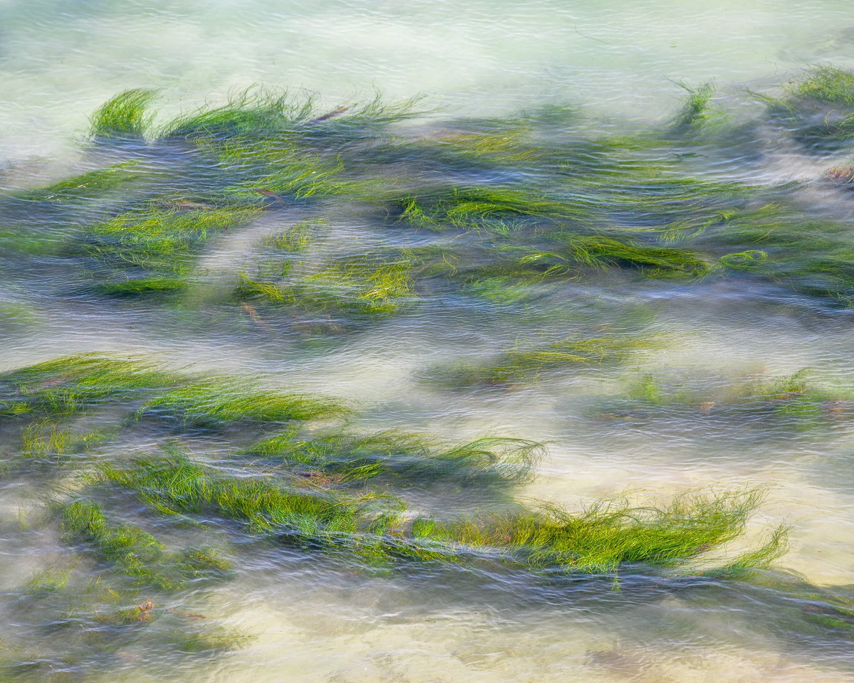 sigfridophoto's tweet photo. Rhythmic Seagrass 2022.

A mesmerizing patch of seagrass swaying with the waves.

I have released a set of my favorite images from the first half of 2022 on my website. You can find the link to my new images in my bio. I hope you enjoy them! https://t.co/XW9RMWSoxD