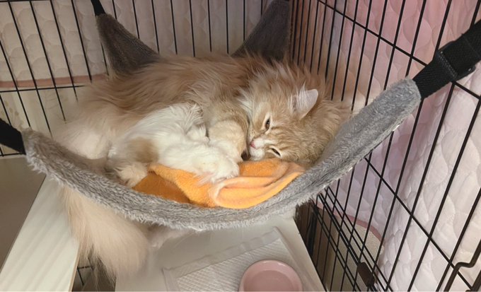 おはようのおシャルにゃ🐱💤

今週は1日少ないけど先週より体調良さそうだから頑張るぞ…!💪🏻 