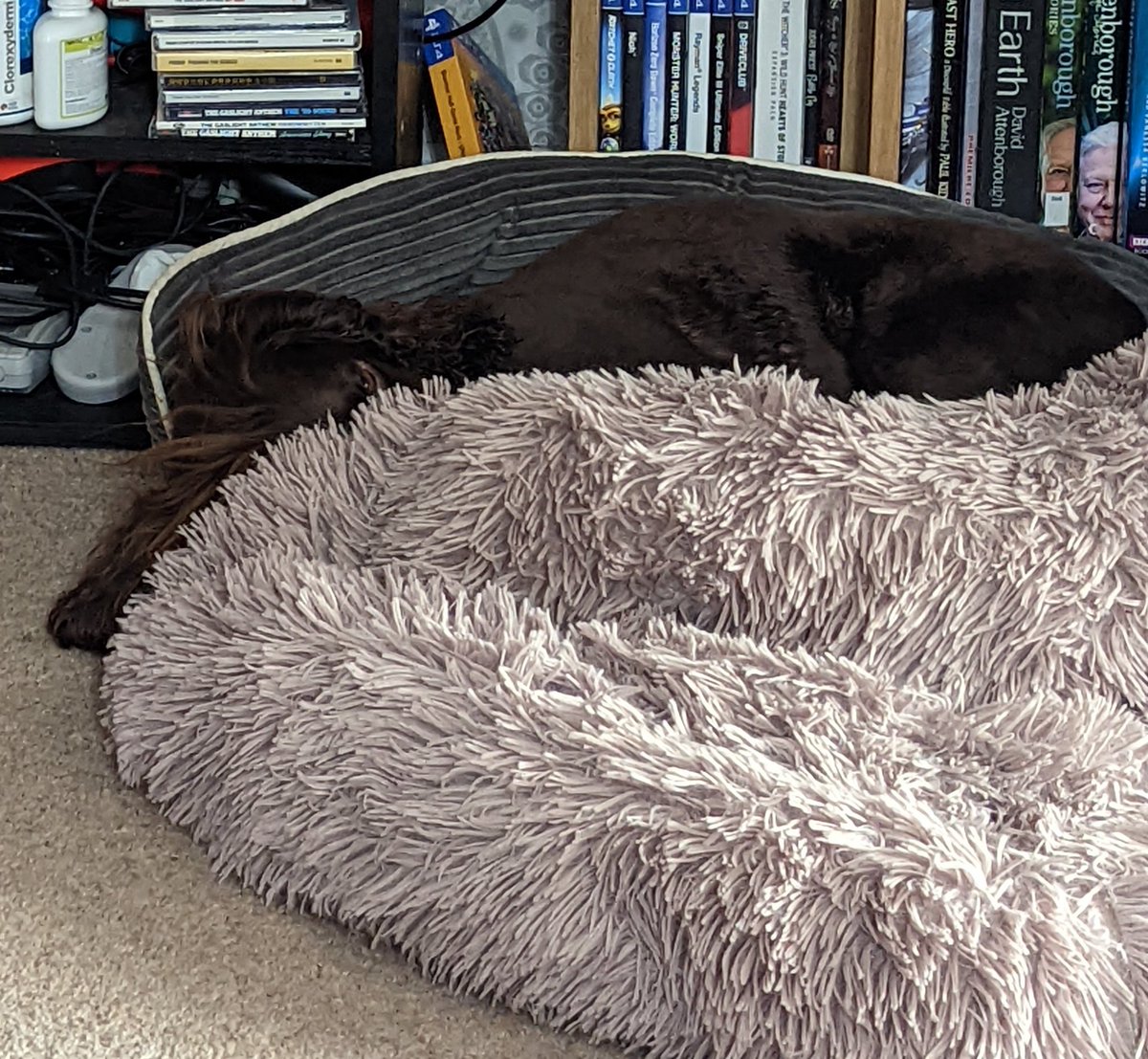 Chewy & Willow tweet media