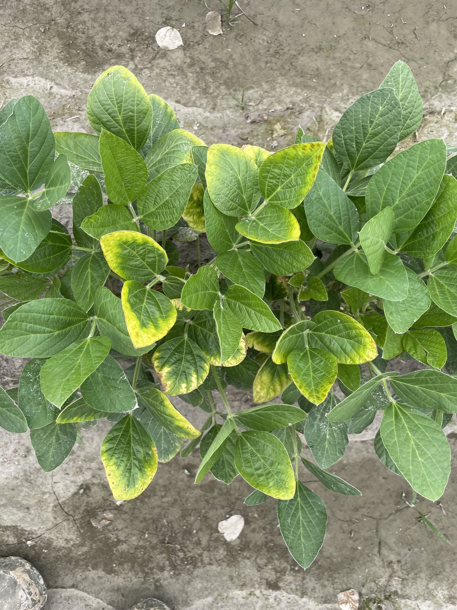 This dry weather is showing off some K deficiencies more than usual   in the K response trial at ⁦<a href="/NEArkRice/">NE Rice Research and Extension Center</a>⁩. A few in-season potash treatments and that good rain should bounce it back to big yields!