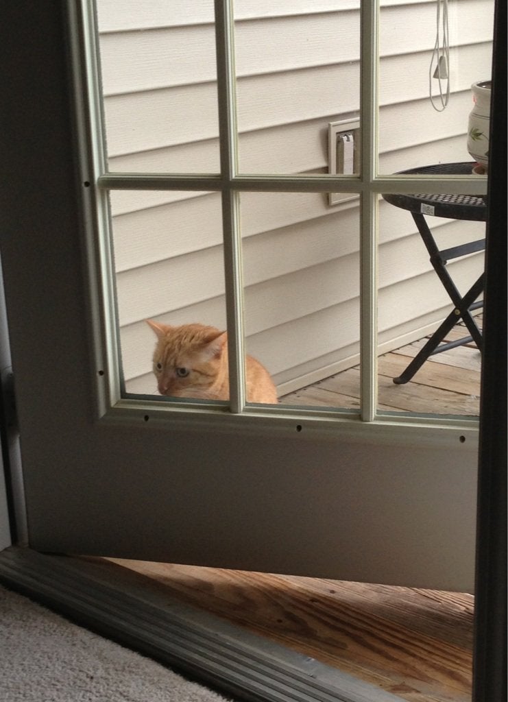 DontShowYourCat's tweet photo. why won't anybody let him in https://t.co/bx8p91llep