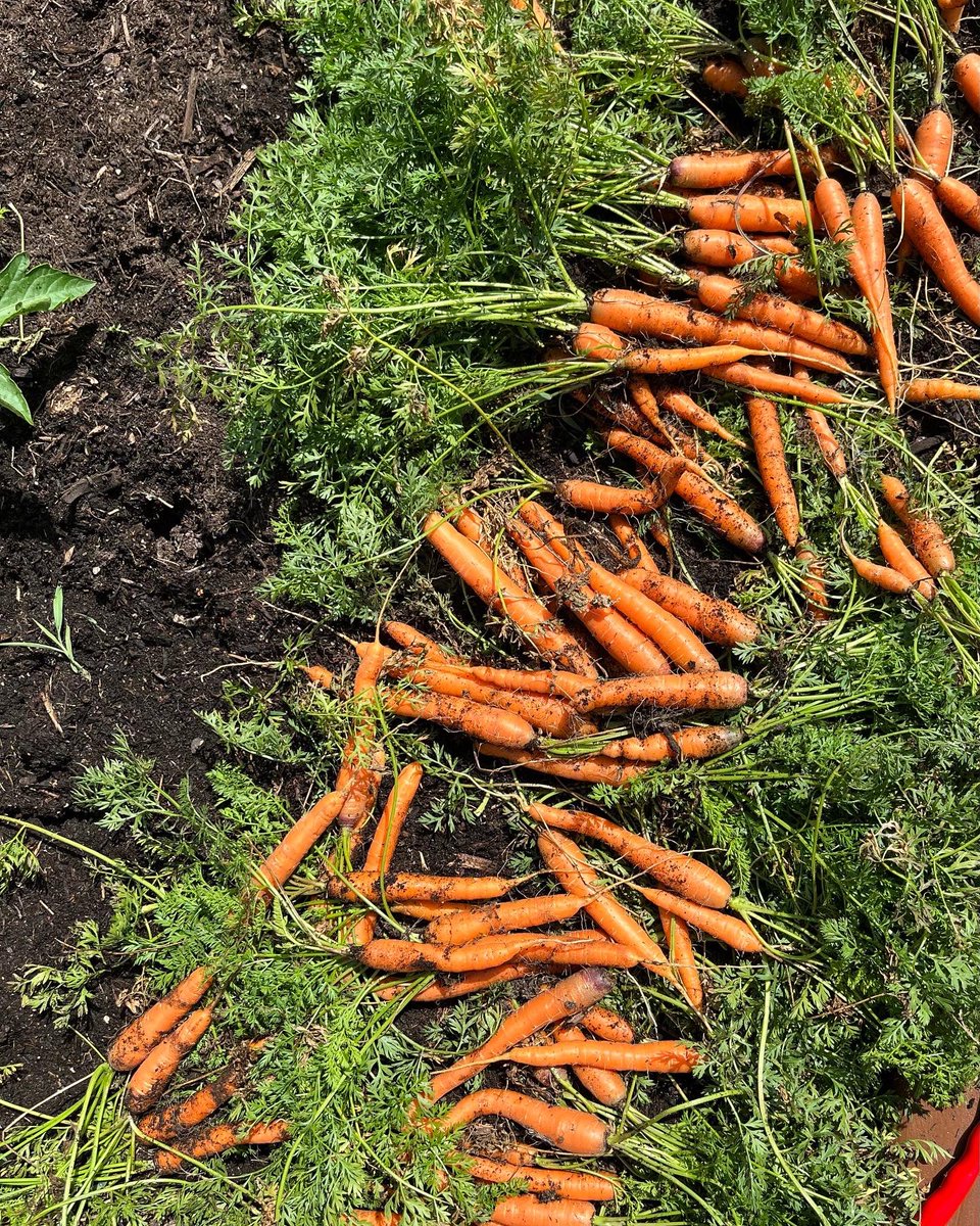 mcsfarmtoschool's tweet photo. Even when schools are quiet the gardens @MCScommunicates continue to grow, thanks to @mcsfarmtoschool team. 🌞🌻👨‍🌾 https://t.co/L4ADIQEDqF