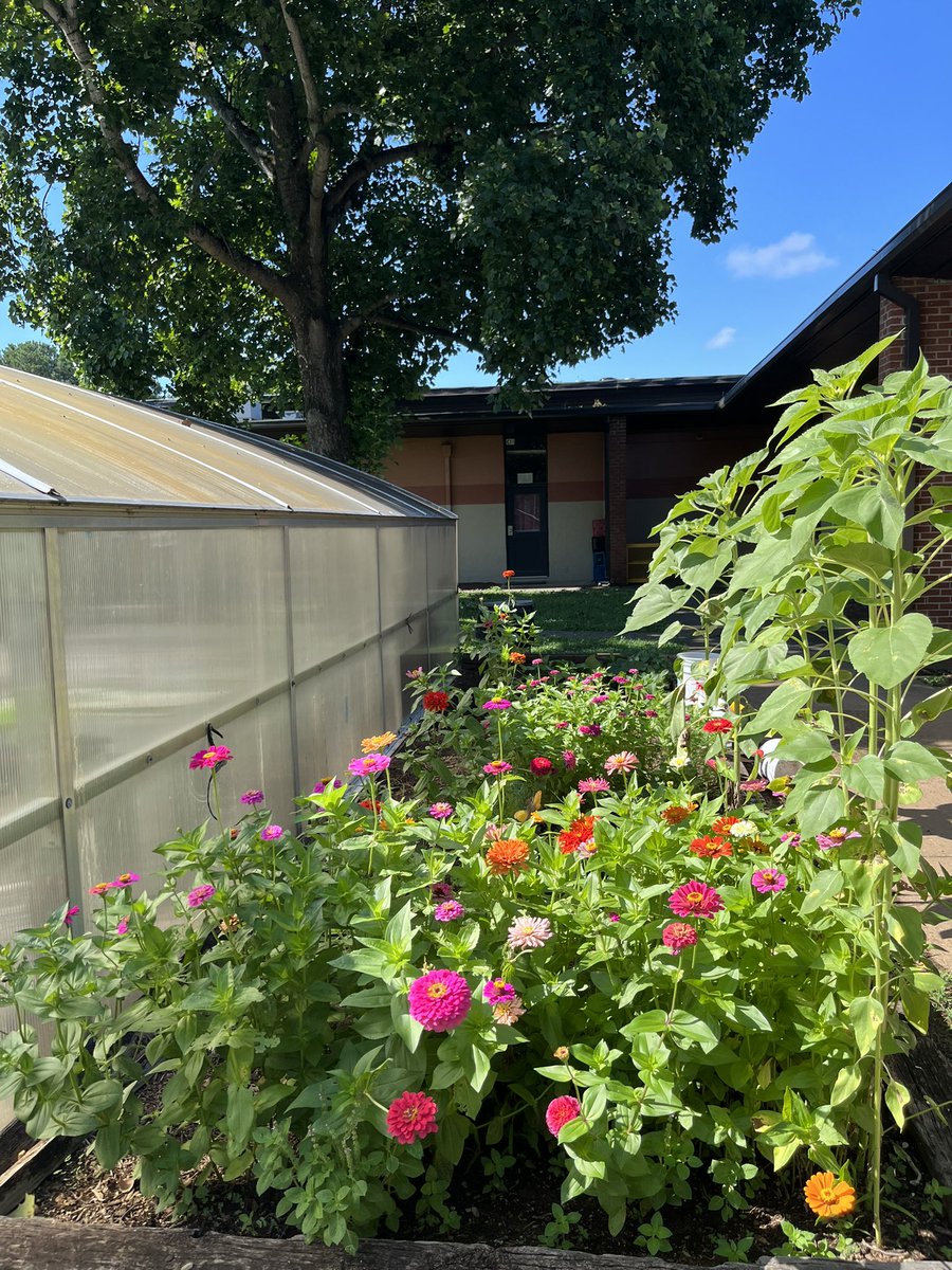 mcsfarmtoschool's tweet photo. Even when schools are quiet the gardens @MCScommunicates continue to grow, thanks to @mcsfarmtoschool team. 🌞🌻👨‍🌾 https://t.co/L4ADIQEDqF