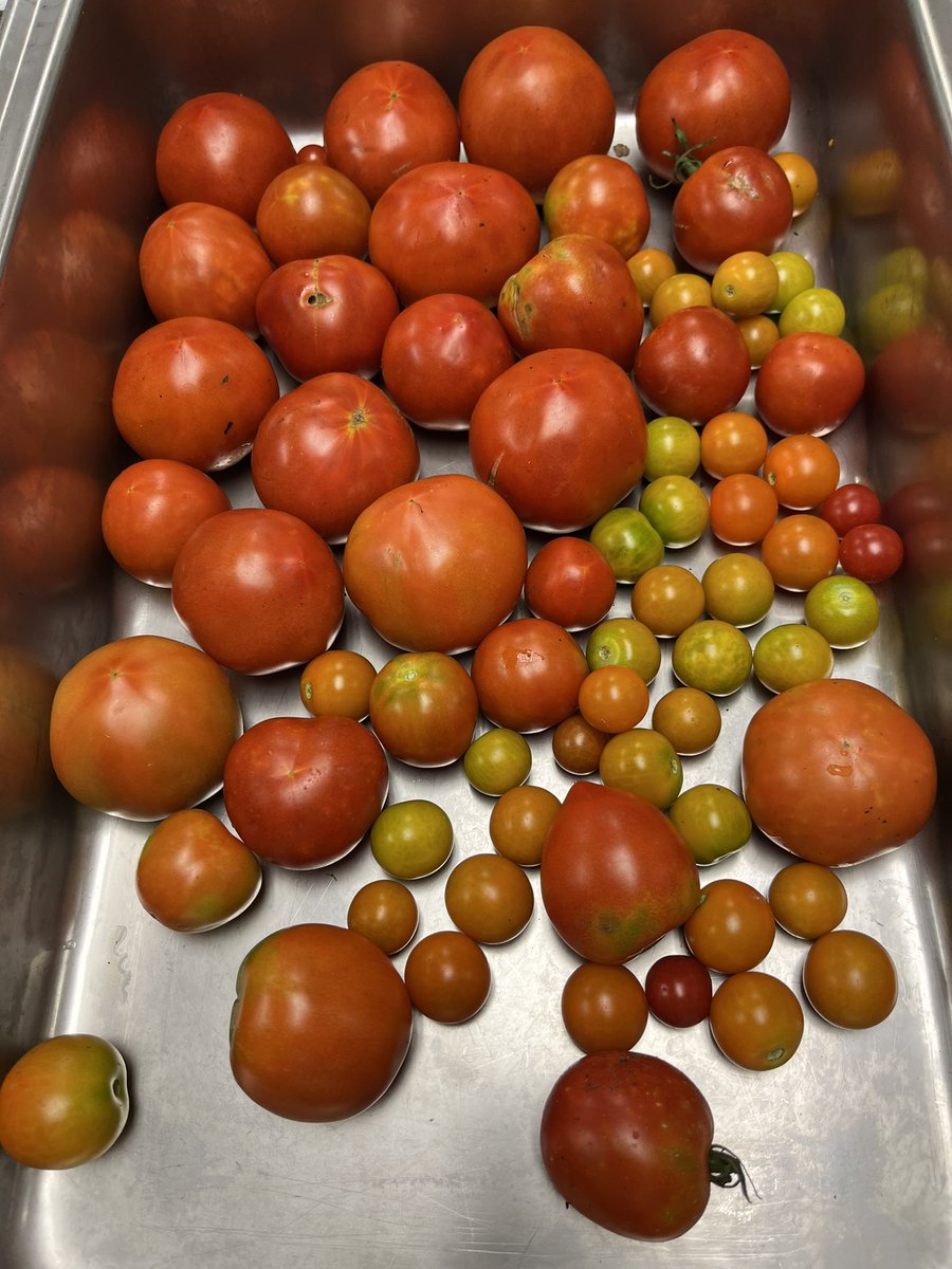 mcsfarmtoschool's tweet photo. Even when schools are quiet the gardens @MCScommunicates continue to grow, thanks to @mcsfarmtoschool team. 🌞🌻👨‍🌾 https://t.co/L4ADIQEDqF