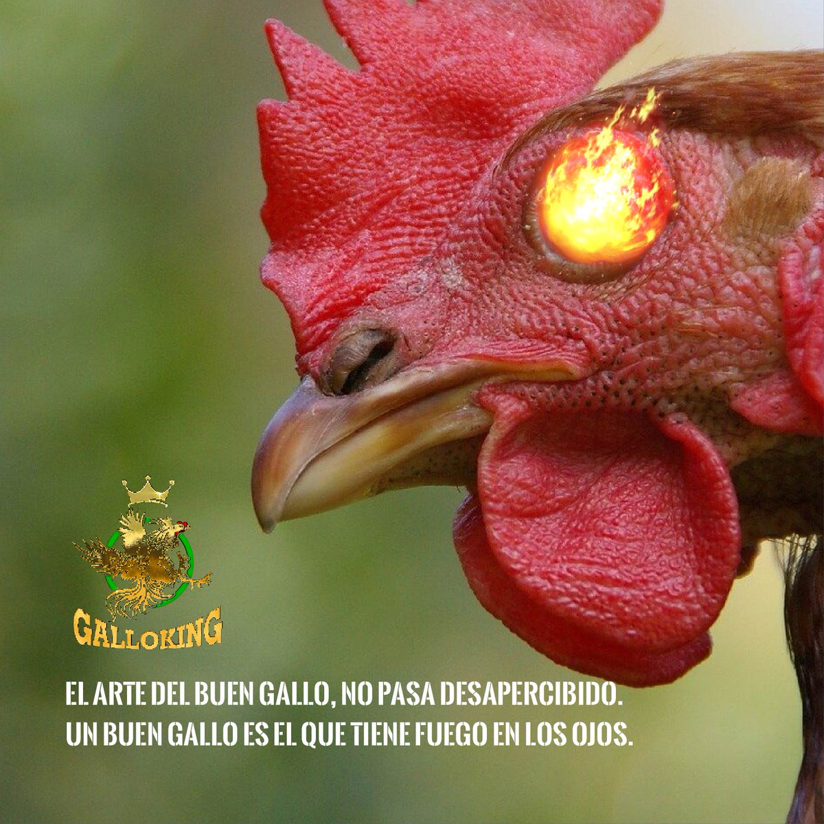 Ahora podrás disfrutar de las peleas de gallos 
¡libres de maltrato animal!
¿Qué esperas para ser parte de esta nueva modalidad virtual?

🐓 #GalloKingCoin #GalloTraining #GalloLinaaje #GalloFight #GalloFight #Gamefowl