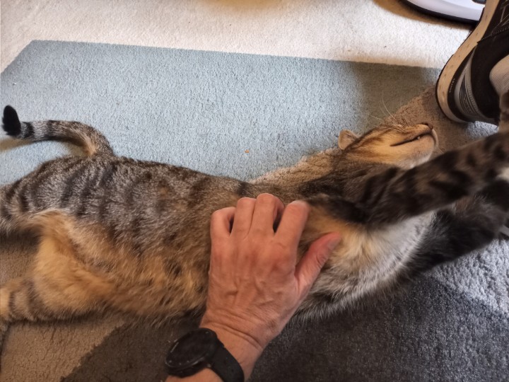 BuckyKatt's tweet image. Ringo the cat stretches out for a big tummy rub. #catsoftwitter #catsofnewjersey