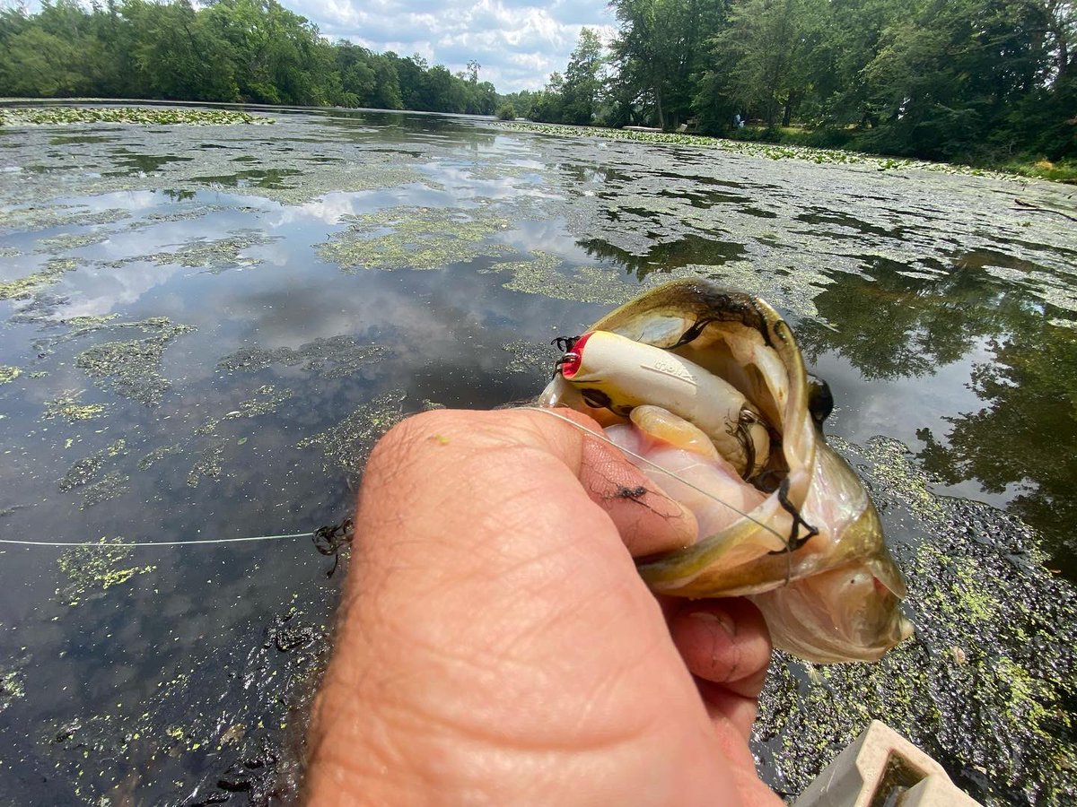 mike_Iaconelli's tweet photo. It’s that time of the year when frogging the “SLOP” is the deal! @Molixfishing @TackleWarehouse #poppingfrog #ikeapproved #slop https://t.co/9I6xKqF5hX