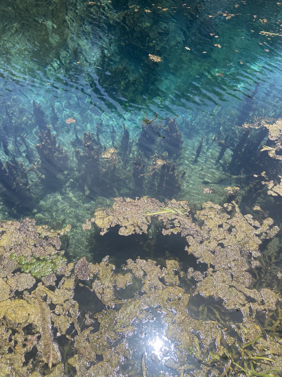 MaestraMaiz's tweet photo. A beautiful and natural way of learning, healing, and recognizing. Day 1 of Xinachtli was powerful. #xinachtli #sacredknowledge #naturallearning #reclaim #reindigenize #migente #sacredsprings @MeadowsC4Water https://t.co/fK3vycIZjL