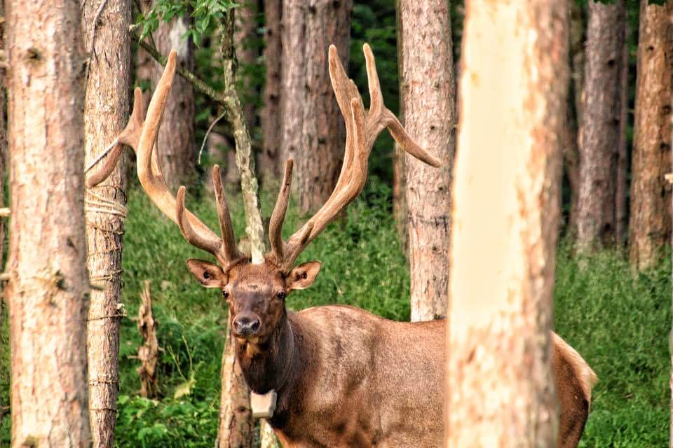 Keystone Elk Country Alliance tweet media