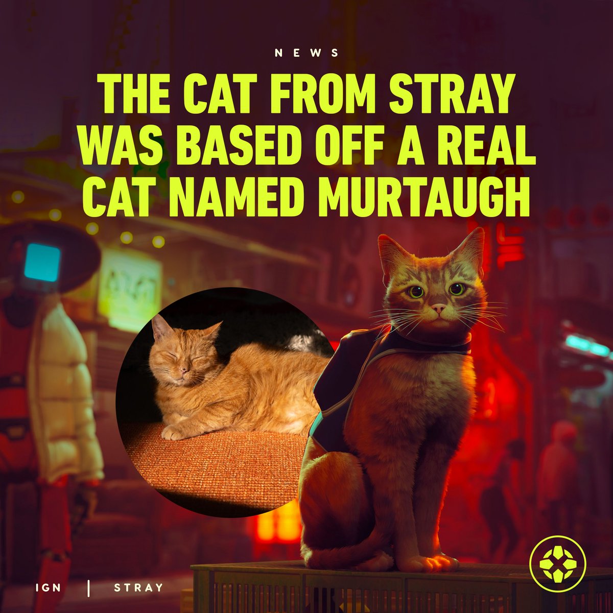 Conheça Murtaugh, o gato que inspirou o protagonista de Stray