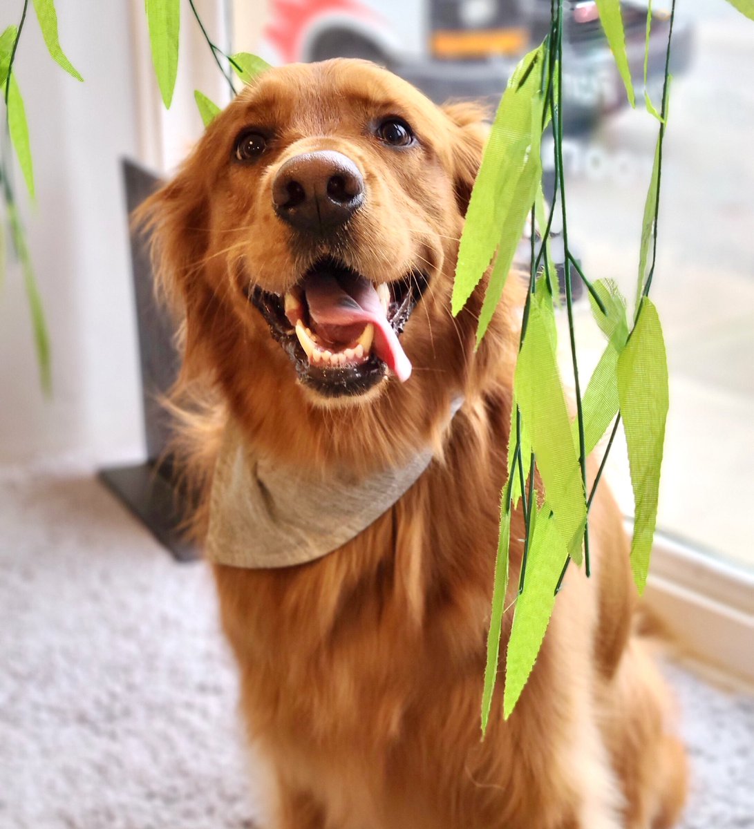 modernherbpet's tweet photo. The proof is in the fur ✨💁🏼‍♀️

Say goodbye to dull, dingy fur and hello to soft, manageable fur! 👋🏻

Interested in getting Modern Herb: Pet into your grooming salon? Contact us for wholesale inquiries! 

#doggrooming #dogsalon #dogspa #dogfur #dogbather #dogstylist #holisticdog https://t.co/uKJH4FK49Q