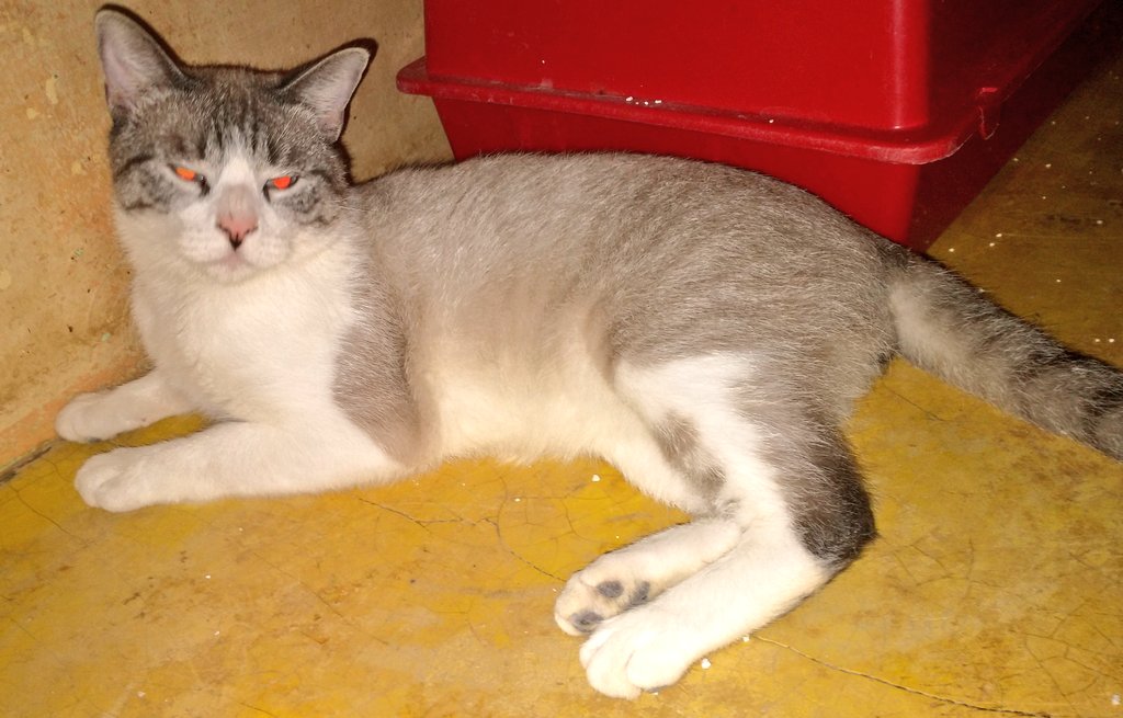 viripeludos's tweet photo. Y por aquí tenemos a Michi, Guchi, el duo de hermanitos Balto y Scam y Molly cachorra de 8-9 meses 2 vacunas esterilizada y desparasitada adopción responsable 😺 @MarianimaLOVERS @Apoyo_Croqueton @GERARDCADENA @Niunamassss @SuperPawMx @RosarioPoncePe1 @mascotasdifunde https://t.co/p0legn8pB6