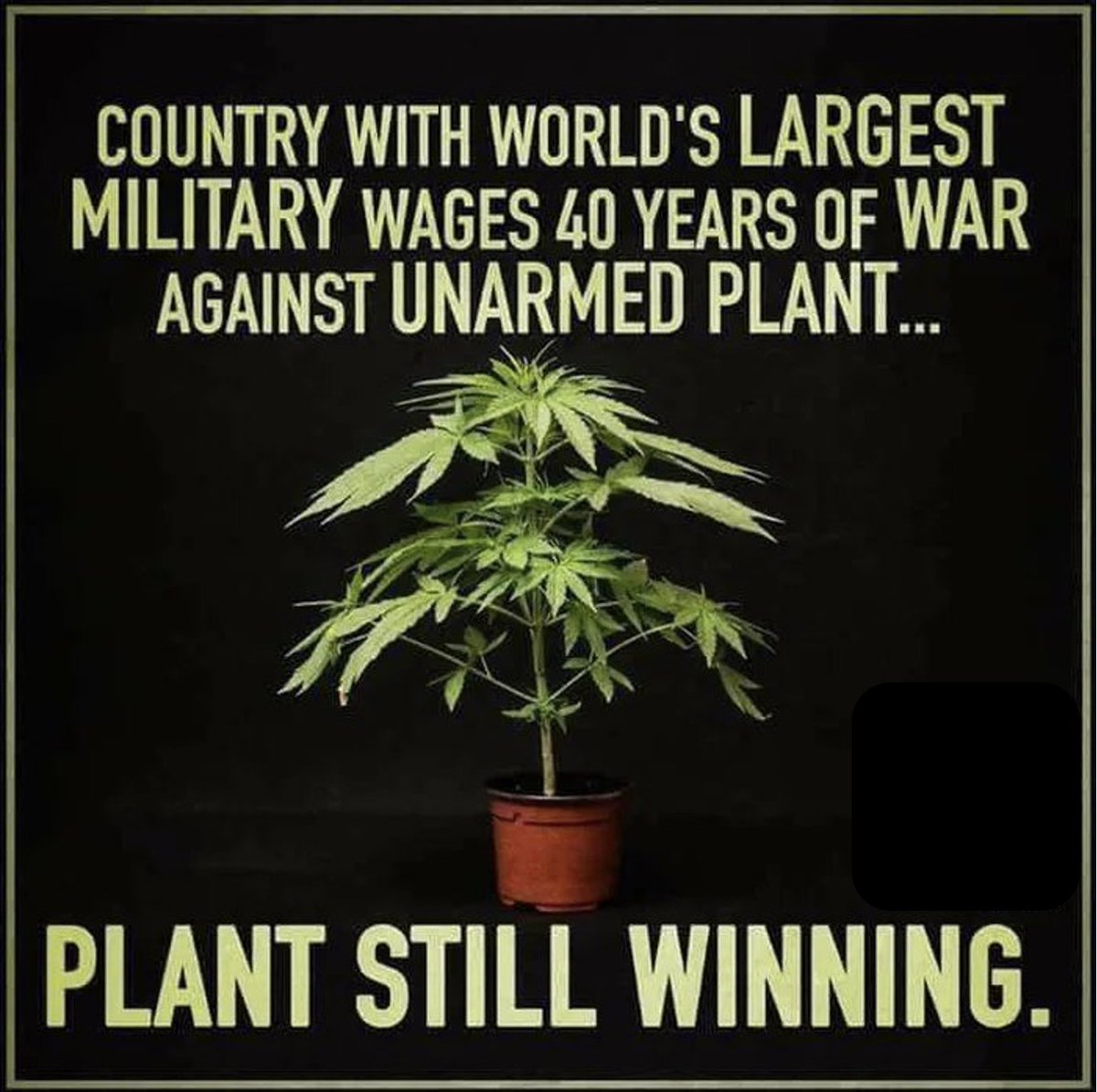 cannabishub's tweet photo. 🤔🤔🤔

#maryjane #indica #sativa #weed #mmj https://t.co/MNkPstJka5