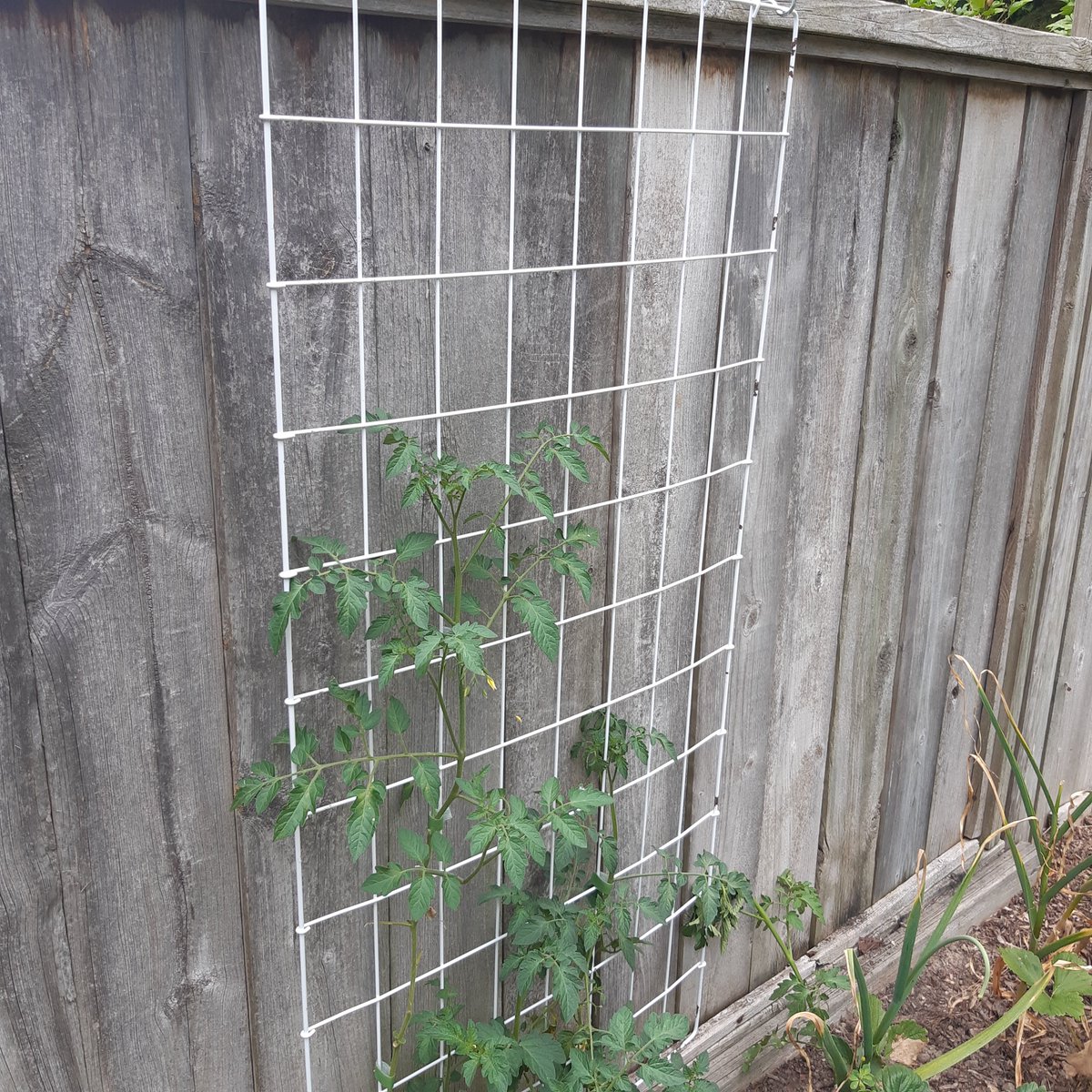 3 babies within 2 years meant 3 cribs. Now, they are finally in beds.    3 old crib frames means 3 trellises for the garden! #repurpose #garden #outdooreducation