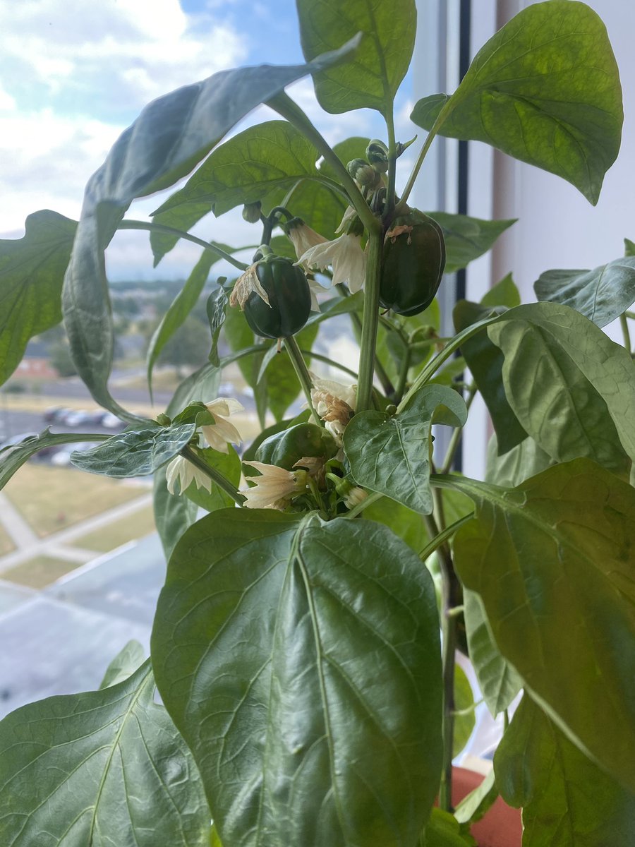 KayleeWendt's tweet photo. This is what I call progress! Not only do I have a monster pepper growing on one plant, I have 3 babies on the other!
I’m coming for you @ErieCountyFair !!
#ecfgrowingaces #pepperprogress 🫑 https://t.co/lazqM0fJZZ