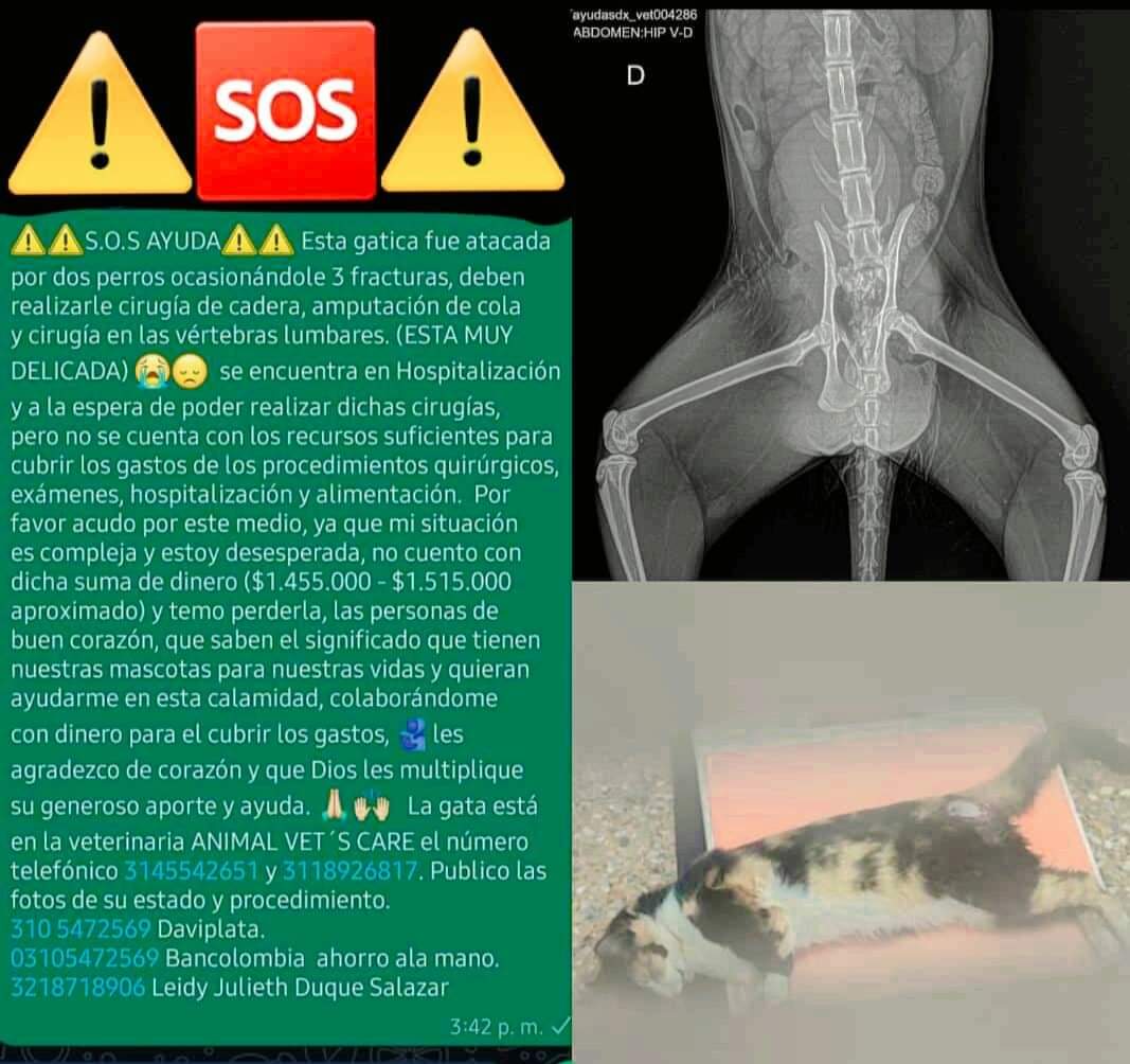 pandiego's tweet image. Sin ánimo de lucro, un s.o.s para esta mascota @DonJediondo ,@AnimalesBOG ,@losbuscamos_col