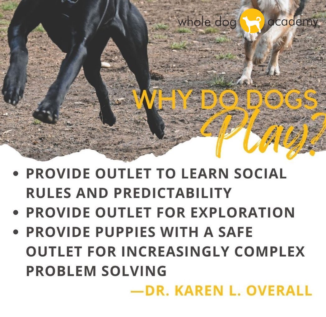 What is play? How can play benefit dogs? #dogplay #dogwelfare #WDAdogs
