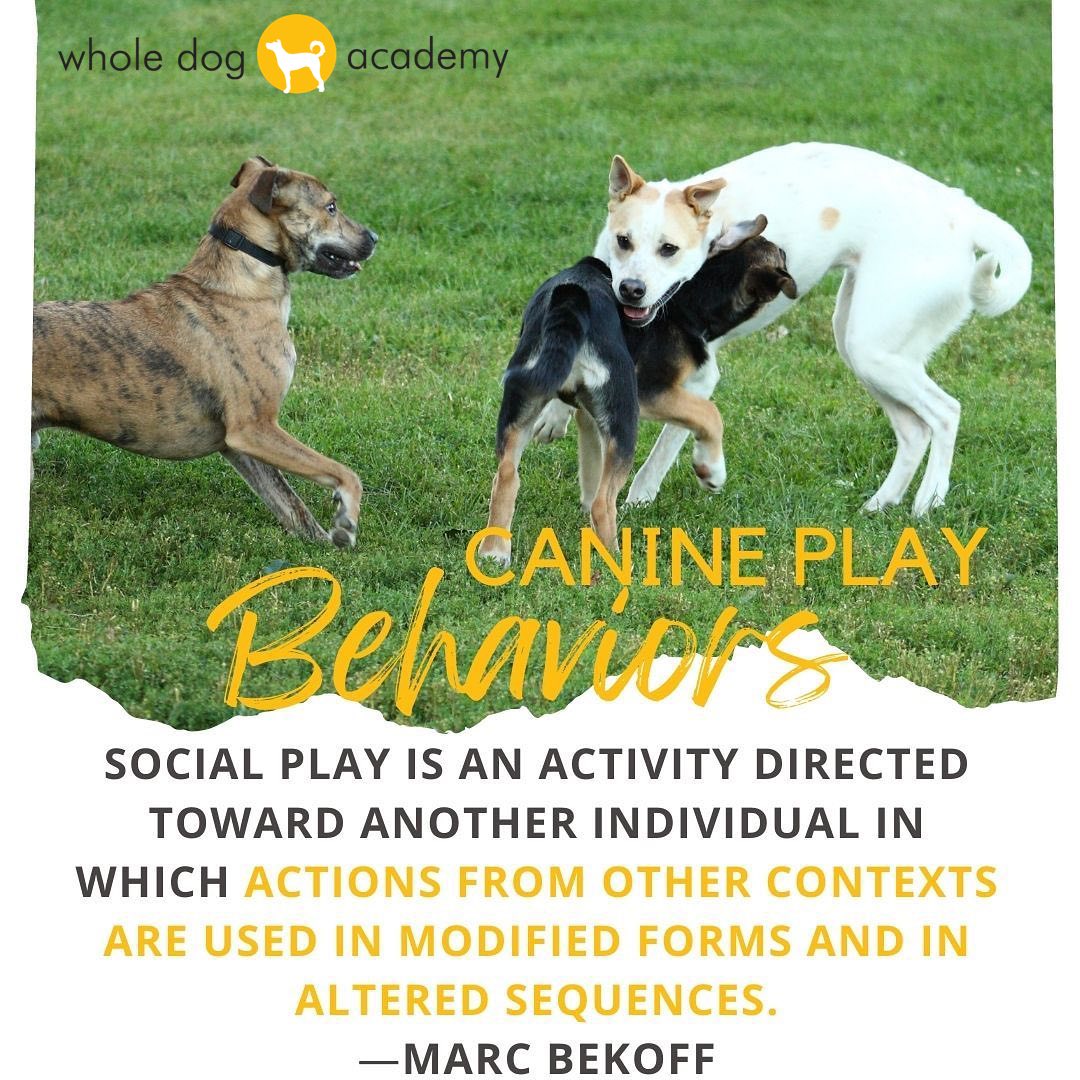 What is play? We love to support safe, positive play experiences for dogs! #dogplay #dogwelfare #WDAdogs