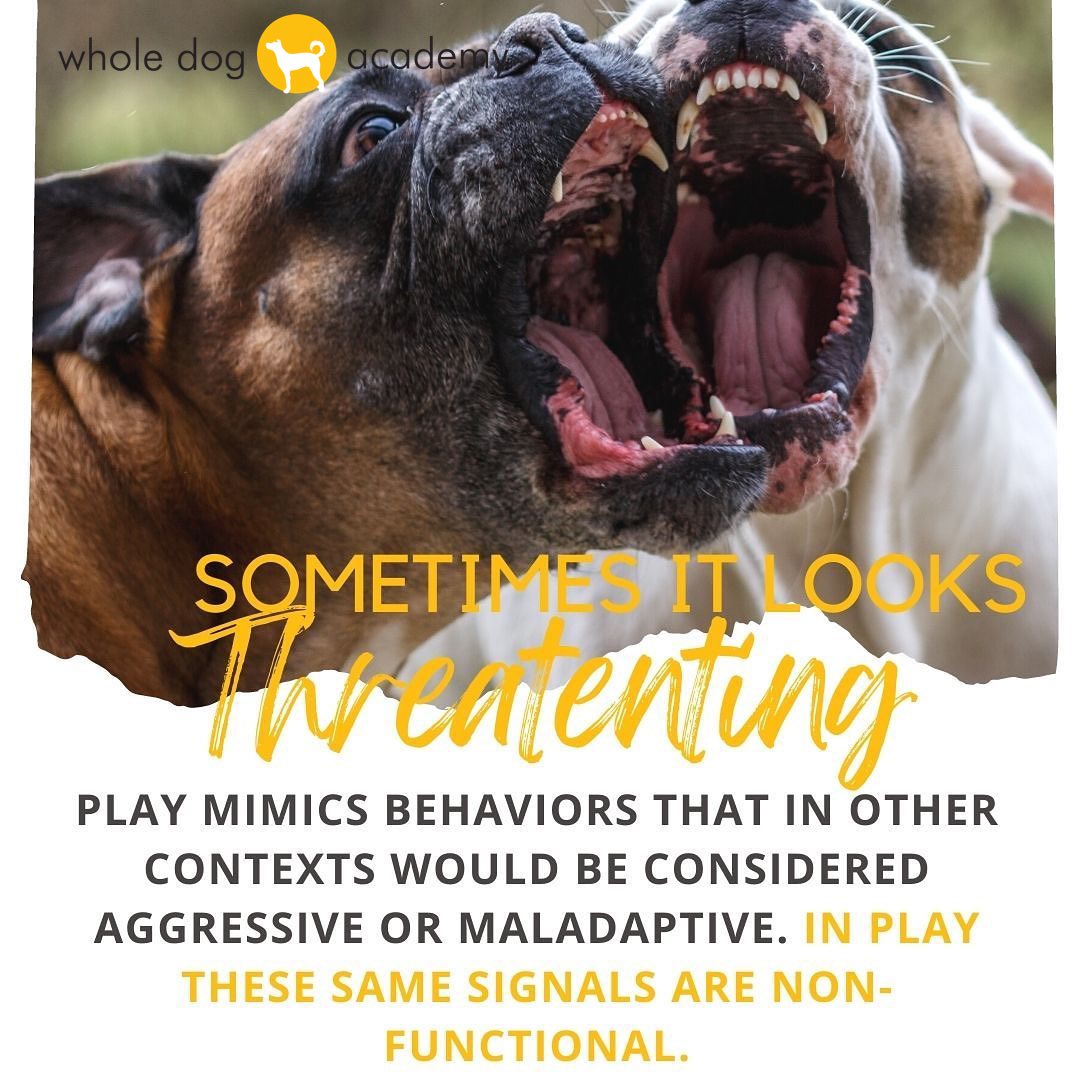 What is play? What can social play look like for dogs? #dogplay #dogwelfare #WDAdogs