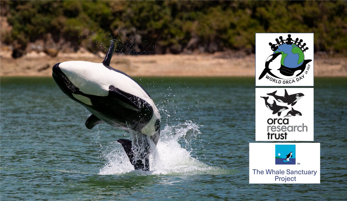 Dr Ingrid N. Visser (PhD) tweet media