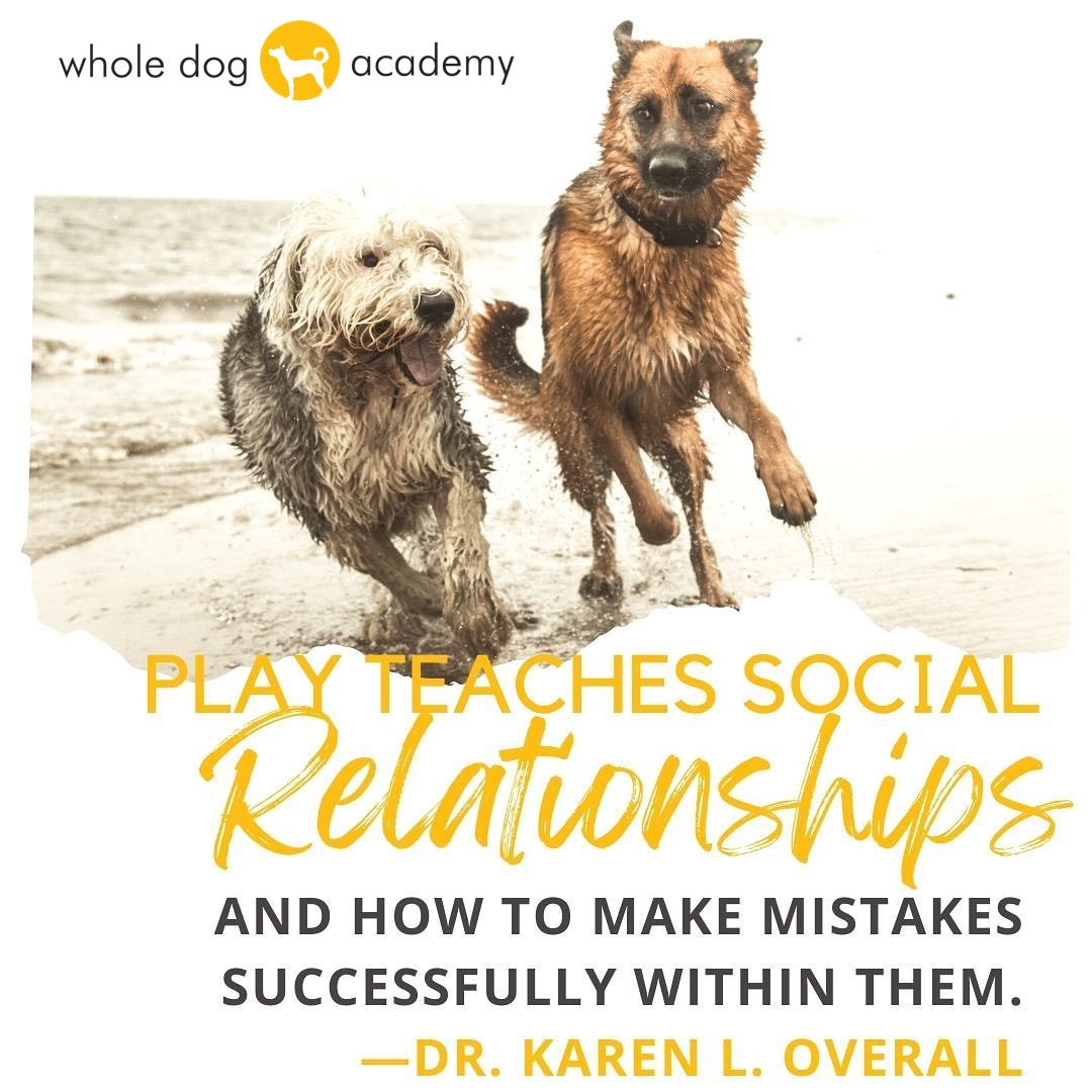 What is play? What can dogs learn from social play? #dogplay #dogwelfare #WDAdogs