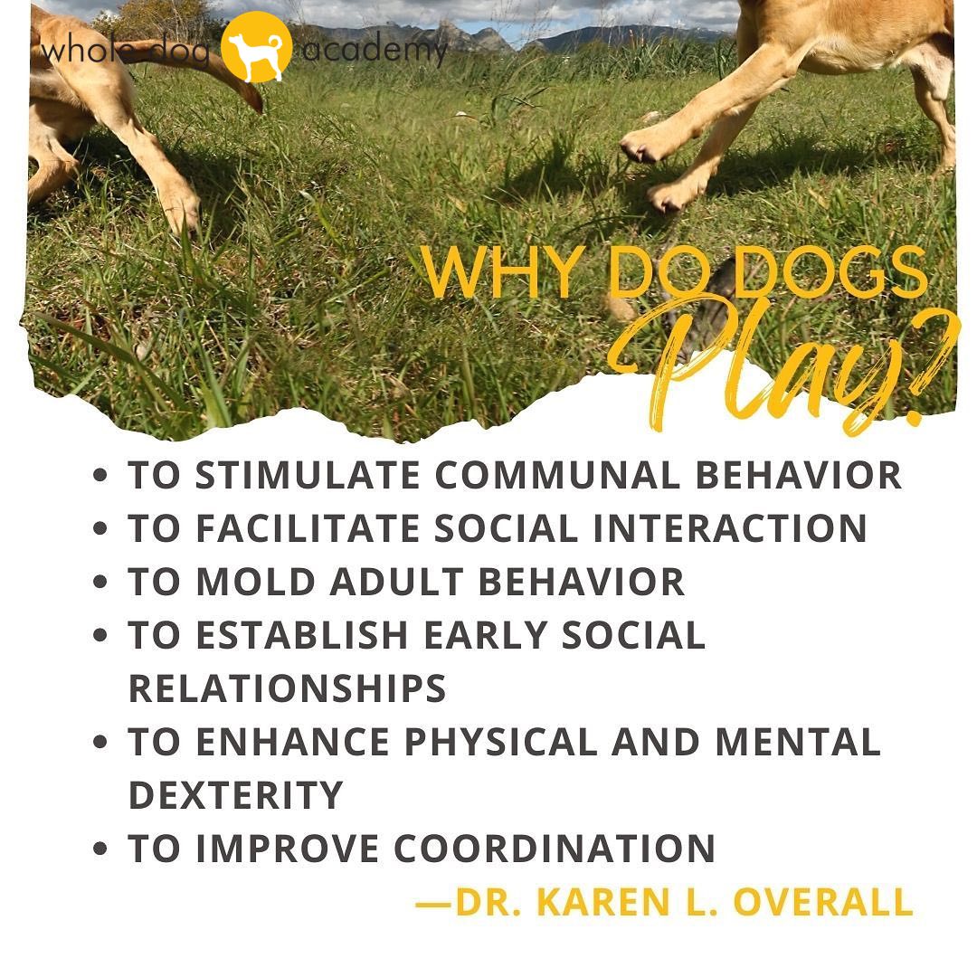 What is play? What can playing accomplish for dogs? #dogplay #dogwelfare #WDAdogs