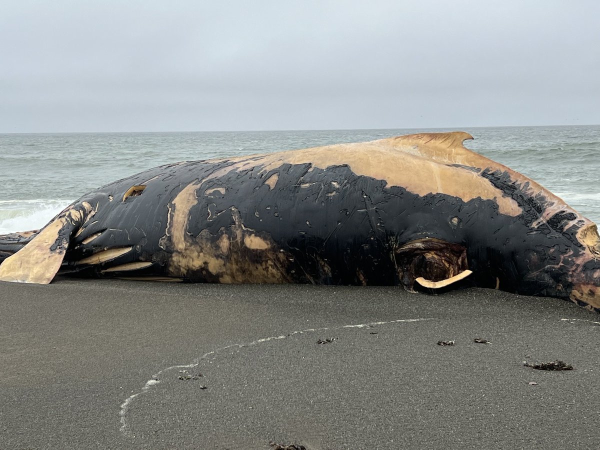 mariannefavro's tweet photo. This young female humpback whale washed ashore in Pacifica Saturday. A team of experts who examined the 40 foot long whale say an Orca likely killed her. She had teeth marks on her flippers and damage to her tongue and jaw. The whale will be towed out to sea tomorrow. https://t.co/RL8QID62yA