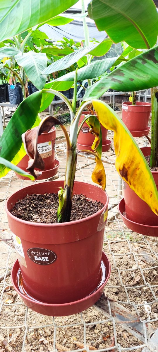 Freddy Magdama tweet media