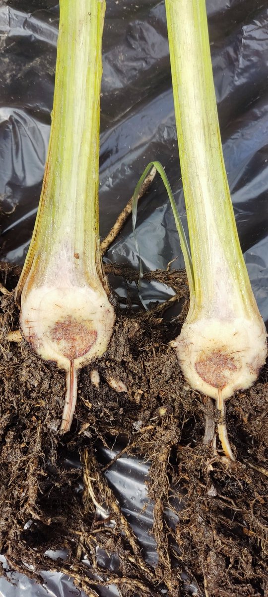 Freddy Magdama tweet media