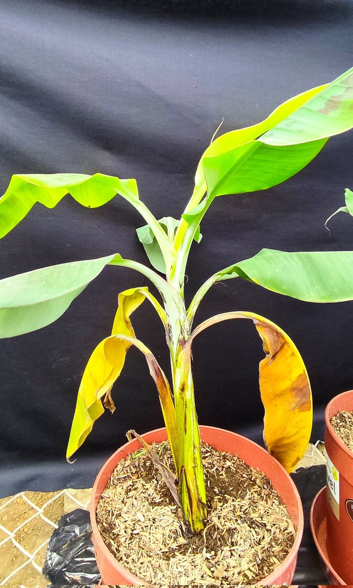 Freddy Magdama tweet media