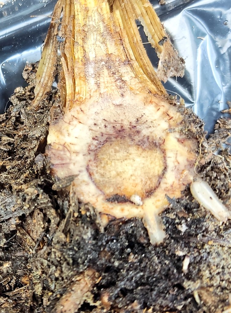 Freddy Magdama (@frearmag3) on Twitter photo My favorite thing about killing bananas for science is always amazed at how fast Foc can colonize and destroy banana tissues in days. We are testing some fungicides on race 1 ! At <a href="/espol/">ESPOL</a> we continue efforts to #SaveTheBanana <a href="/AgriculturaEc/">Agricultura, Ganadería y Pesca Ecuador 🇪🇨</a> <a href="/acorbanec/">Acorbanec</a> <a href="/ElproductorEC/">DIARIO EL PRODUCTOR</a> <a href="/bmanzanod/">Bernardo Manzano</a> My favorite thing about killing bananas for science is always amazed at how fast Foc can colonize and destroy banana tissues in days. We are testing some fungicides on race 1 ! At <a href="/espol/">ESPOL</a> we continue efforts to #SaveTheBanana <a href="/AgriculturaEc/">Agricultura, Ganadería y Pesca Ecuador 🇪🇨</a> <a href="/acorbanec/">Acorbanec</a> <a href="/ElproductorEC/">DIARIO EL PRODUCTOR</a> <a href="/bmanzanod/">Bernardo Manzano</a>
