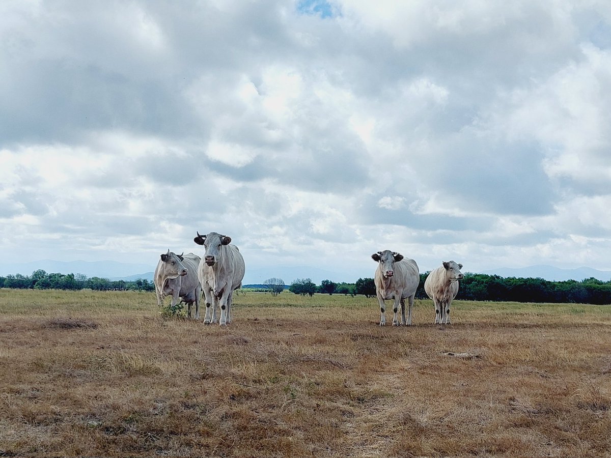 Өглөөний мэнд