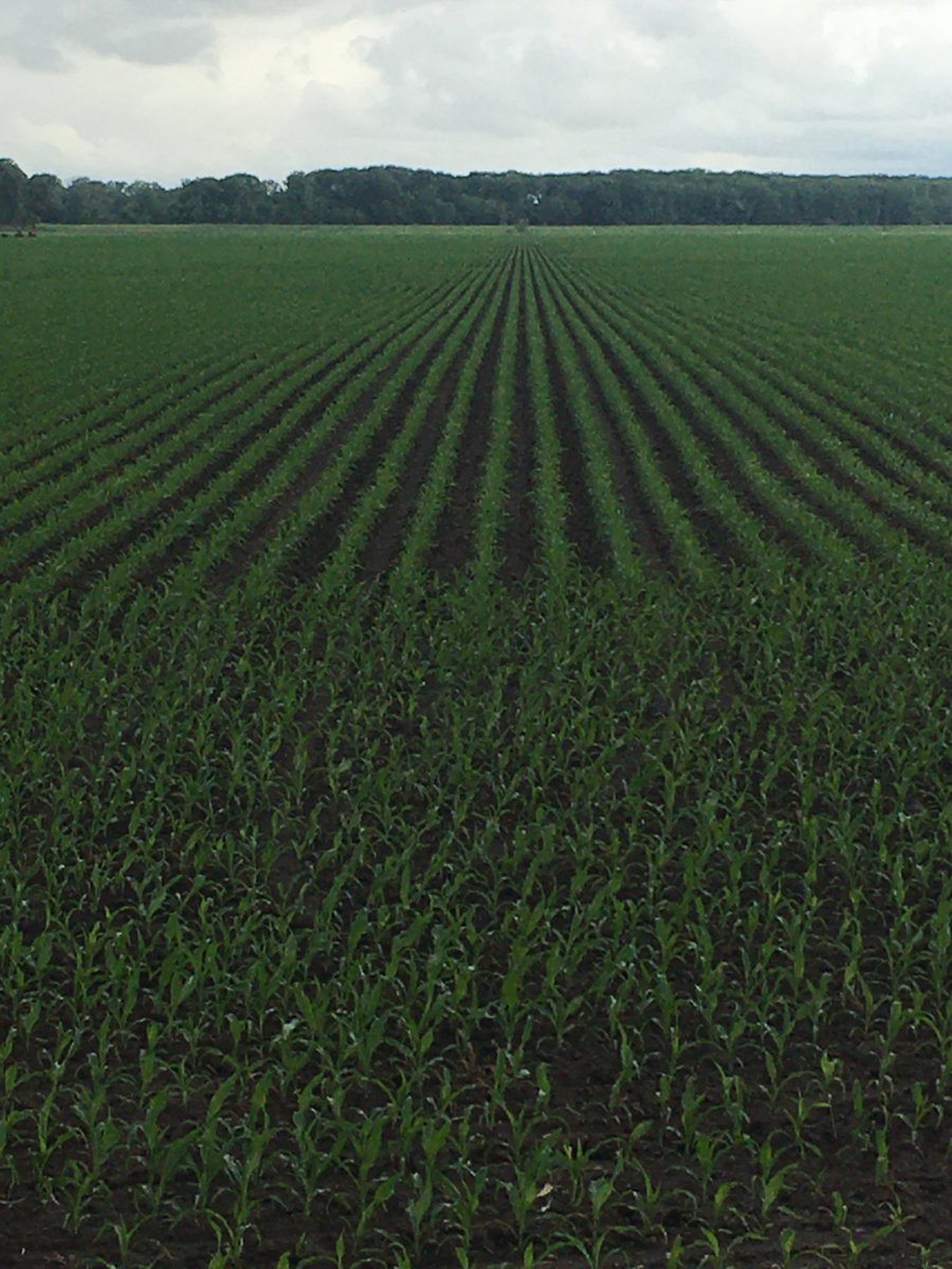 hackman_sam's tweet image. 1/2” of rain since June 1st. Had lots of potential. Sometimes farming isn’t all that fun. #drought