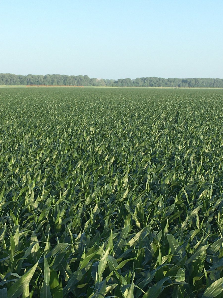 hackman_sam's tweet image. 1/2” of rain since June 1st. Had lots of potential. Sometimes farming isn’t all that fun. #drought