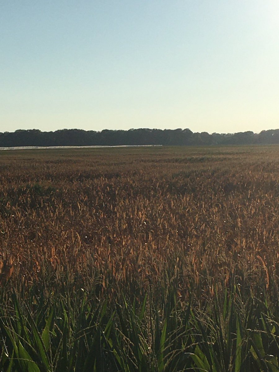 hackman_sam's tweet image. 1/2” of rain since June 1st. Had lots of potential. Sometimes farming isn’t all that fun. #drought