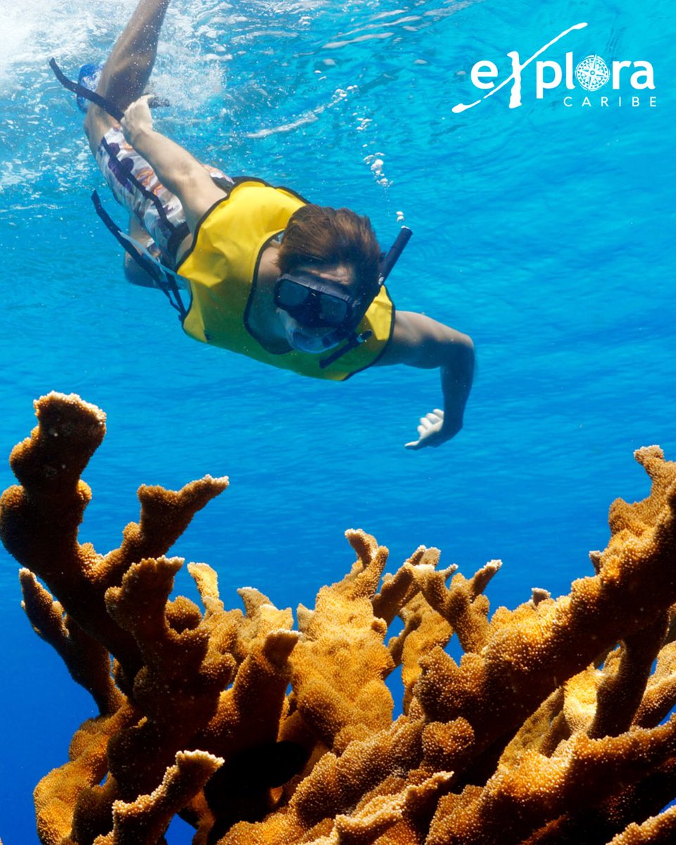 ExploraCaribeMX's tweet photo. La felicidad es una elección individual, pero estar en Cozumel ayuda mucho. 🤩
#exploracaribe #goexplora https://t.co/mktBnT1nzC