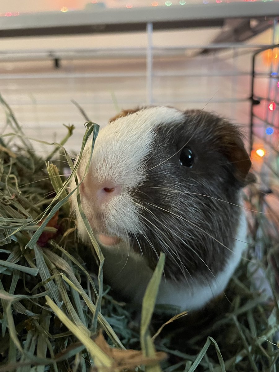 hay there 🌾

#guineapigs #LoveIsland #internetdown #HBD_TO_ARMY #fluff #TheBoysFinale #rogersoutage