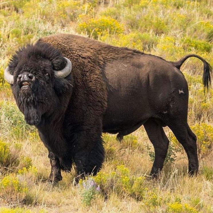 Rare image of a bison stepping on a Lego. 🦬 🧱⁣
⁣
Be careful out there. 

📸 <a href="/GrandTetonNPS/">Grand Teton National Park</a>