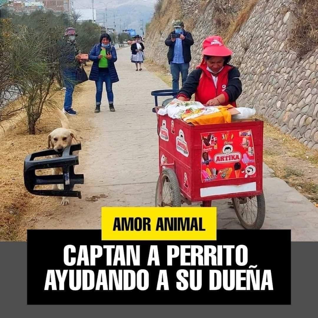 RefugiOceaniCAN's tweet image. Un peludo fue captado ayudando a su humana, el fiel perrito lleva entre sus dientes una banca que utiliza su humana para sentarse y vender helados.
La imagen fue tomada este lunes 18 de julio luego de que cerraran el Puente La Breña por el paro nacional de agricultores.
🥹😍💜🐶