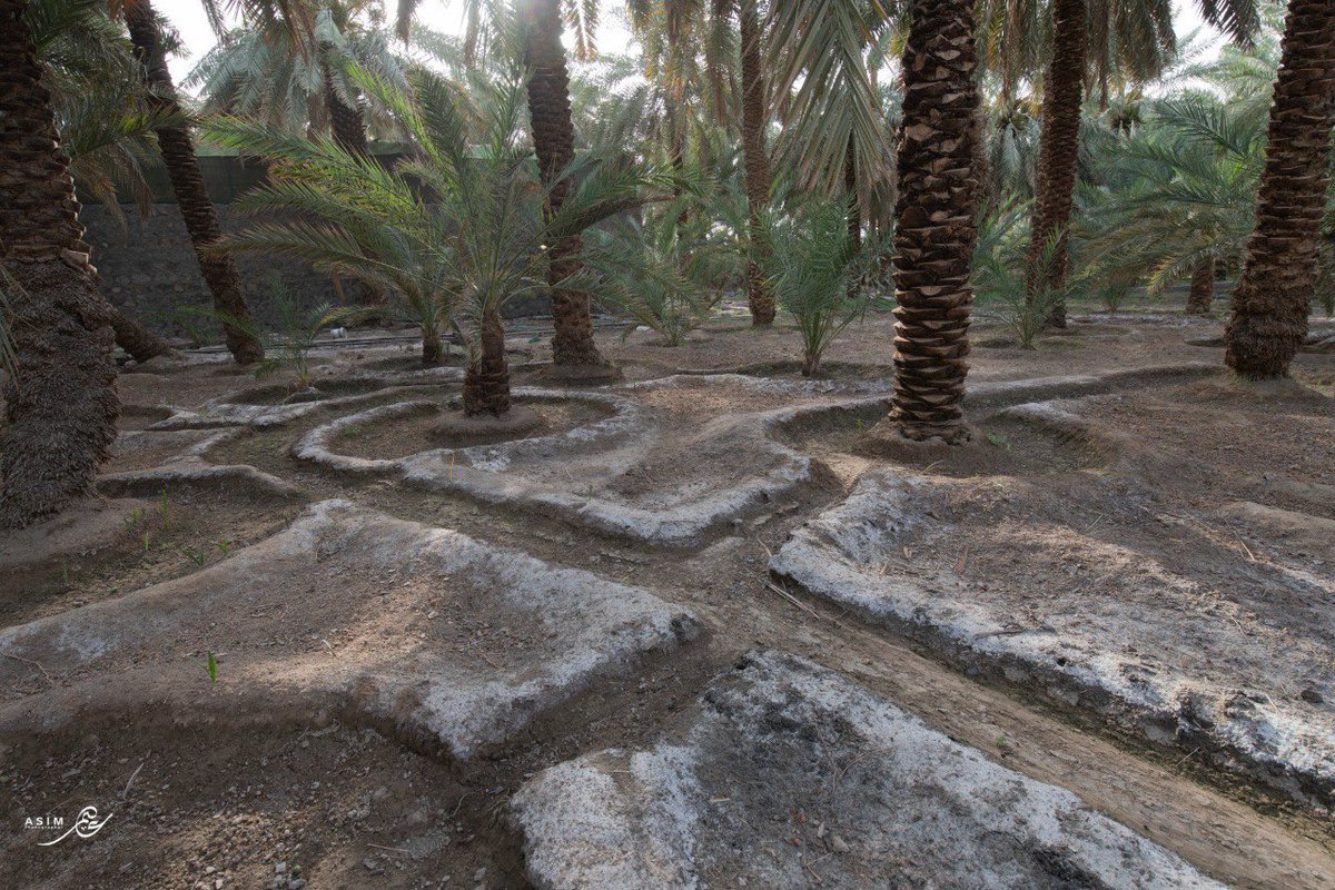 asim33asim3's tweet photo. مشاركة في معرض خيف
هو معرض فني جماعي لأعضاء نادي التصوير الضوئي بمركز المدينة للفنون يوثق، بشكل معاصر وغير تقليدي، من خلال عدسات المحليين من سكان المدينة المنورة، رؤية شخصية لجماليات المزارع التي ترعرع حولها المشاركون فكانت جزءًا من هويتهم وثقافتهم  
@madinaartcenter https://t.co/T2FynbfA8l